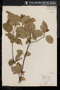 Viburnum lentago image