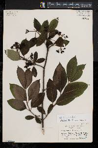 Viburnum cassinoides image