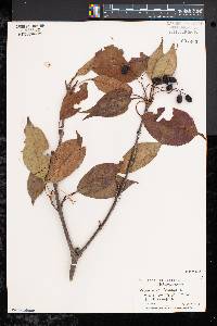 Viburnum lentago image