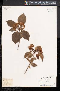 Viburnum lentago image