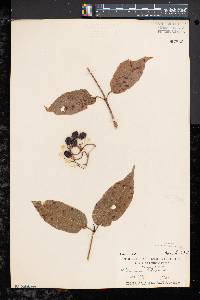 Viburnum lentago image