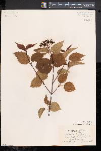 Viburnum dentatum var. lucidum image