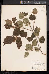 Viburnum dentatum var. lucidum image