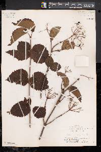 Viburnum dentatum var. lucidum image