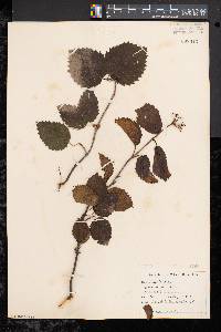 Viburnum dentatum var. lucidum image