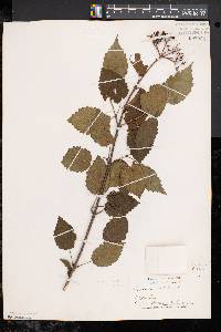 Viburnum dentatum var. lucidum image