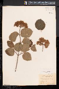 Viburnum dentatum var. lucidum image