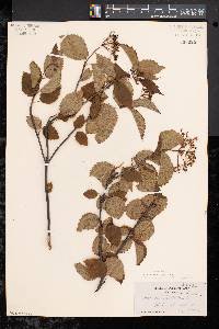 Viburnum dentatum var. lucidum image