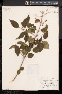 Viburnum dentatum var. lucidum image