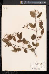 Viburnum dentatum var. lucidum image