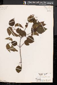 Viburnum dentatum var. lucidum image