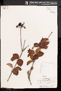 Viburnum dentatum var. lucidum image