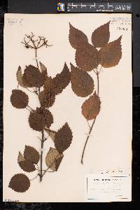 Viburnum dentatum var. lucidum image
