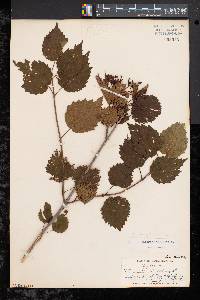 Viburnum dentatum var. lucidum image