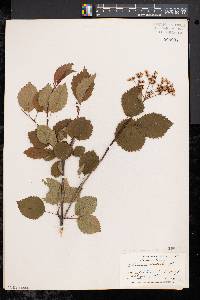 Viburnum dentatum var. lucidum image