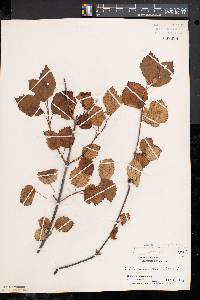 Viburnum dentatum var. lucidum image
