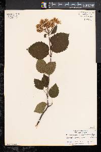 Viburnum dentatum var. lucidum image