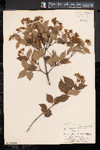 Viburnum rafinesqueanum image