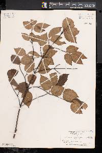 Viburnum rafinesqueanum image