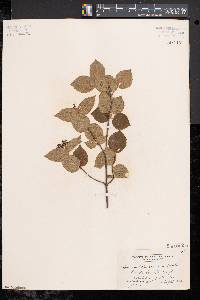 Viburnum rafinesqueanum image