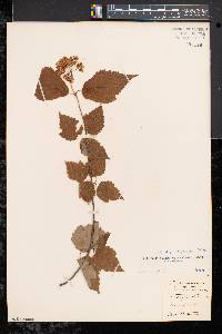 Viburnum rafinesqueanum image