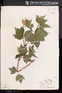 Viburnum trilobum image