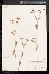 Valerianella locusta image