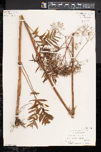 Valeriana officinalis image