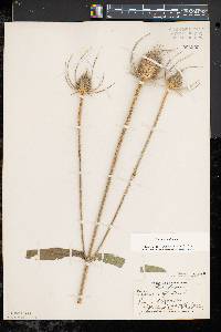 Dipsacus fullonum image