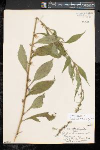 Campanulastrum americanum image