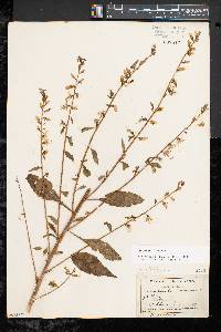 Campanulastrum americanum image