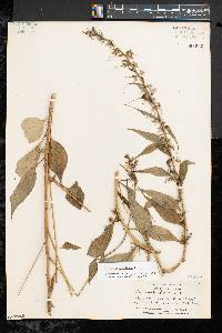 Campanulastrum americanum image