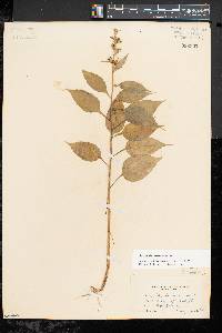 Campanulastrum americanum image