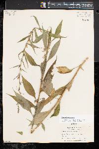 Campanulastrum americanum image