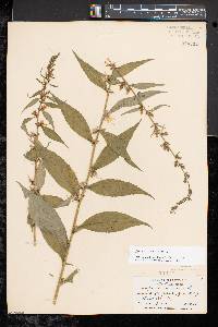 Campanulastrum americanum image