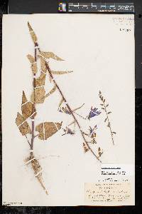 Campanula rapunculoides image