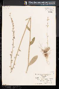 Lobelia spicata var. spicata image