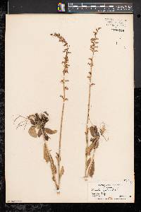 Lobelia spicata var. spicata image