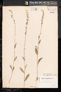 Lobelia spicata var. spicata image