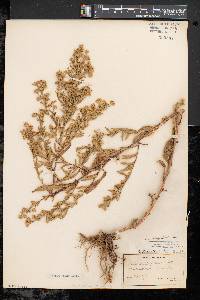 Symphyotrichum lanceolatum var. lanceolatum image