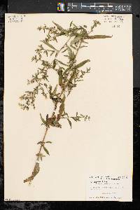 Symphyotrichum lanceolatum var. lanceolatum image