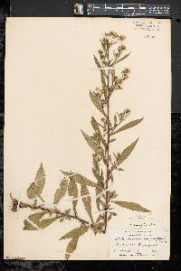Symphyotrichum lanceolatum var. lanceolatum image
