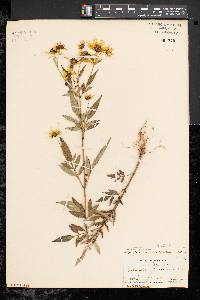 Bidens aristosa image