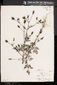 Bidens bipinnata image