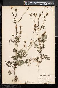 Bidens bipinnata image