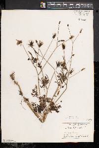 Bidens bipinnata image