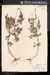 Bidens bipinnata image