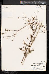 Bidens bipinnata image