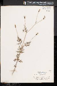 Bidens bipinnata image