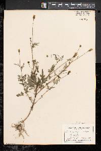 Bidens bipinnata image